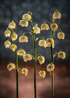 Lily of the Valley Flowers