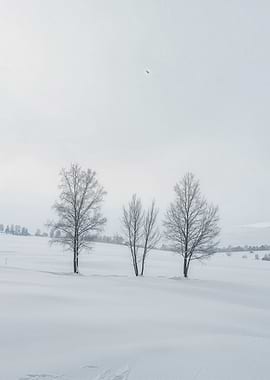 Winter Trees in Snowy Landscape