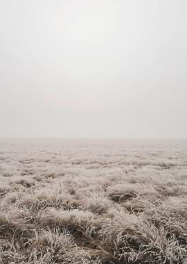 Frosty Field Landscape