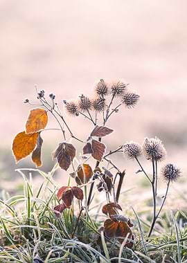 Frosty Thistle and Leaves
