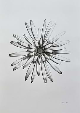 Detailed Flower Graphite Pencil Drawing