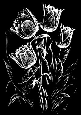 White Tulips on Black Background