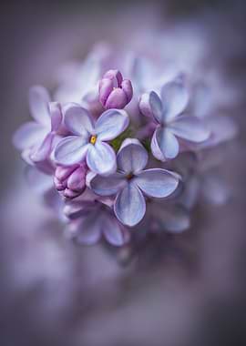 Lilac Blossom Close-Up