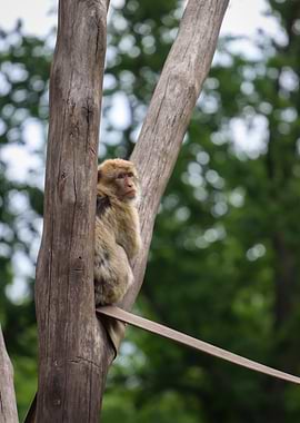 Monkey perched in tree