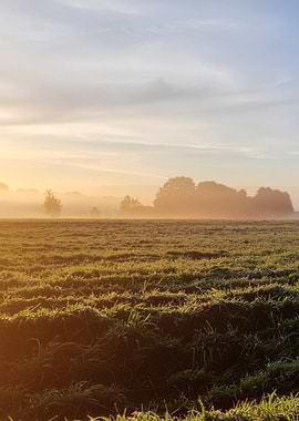 Misty Sunrise Over Field