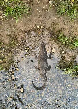 Alligator in shallow water