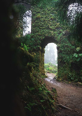 Mossy Archway in Forest
