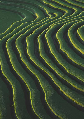 Green Terraced Fields