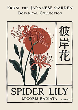 Japanese Garden Spider Lily Botanical