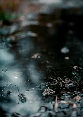 Puddle Reflection with Rocks and Debris