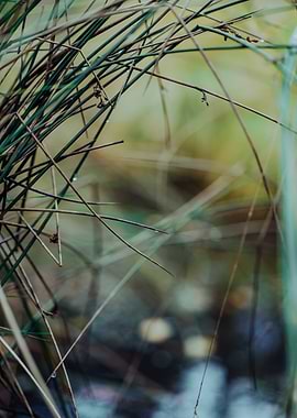 Close-up of Grass with Water Droplets
