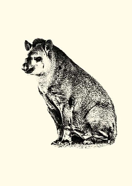 Monochrome Tapir Illustration