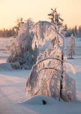 Snow covered trees at sunset