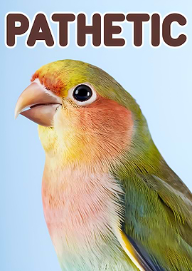 Pathetic Lovebird Portrait