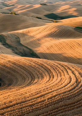 Rolling Hills of Golden Wheat Fields