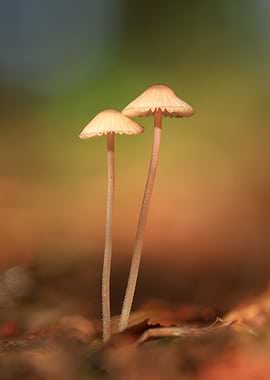 Two Delicate Mushrooms in Autumn Forest