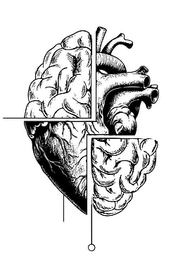 Brain and Heart Anatomy Illustration