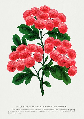 Paul's Double-Flowering Thorn Illustration