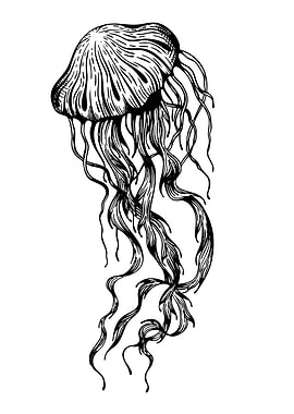 Jellyfish Black and White Illustration