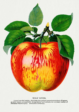 Wolf River Apple Vintage Illustration
