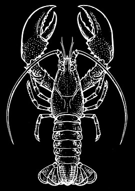 White Lobster Illustration on Black Background