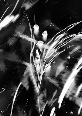 Monochrome Floral Abstract