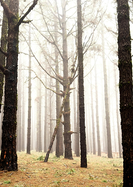 Misty Forest of Tall Trees