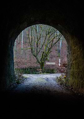 Tunnel View of Forest and Tree