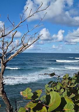 Ocean View with Tree and Clouds in San Juan Puerto Rico