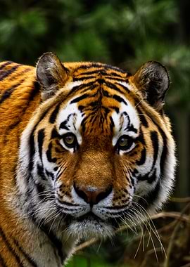 Tiger Portrait Close-Up