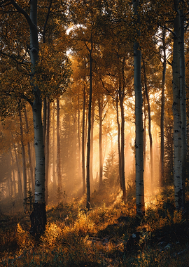 Autumn Forest with Golden Light