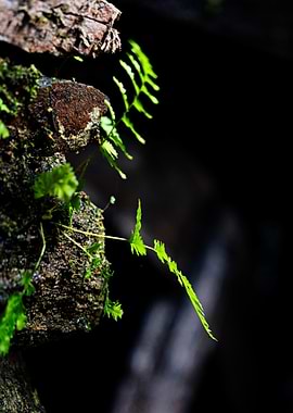 Ferns Growing on Mossy Rock