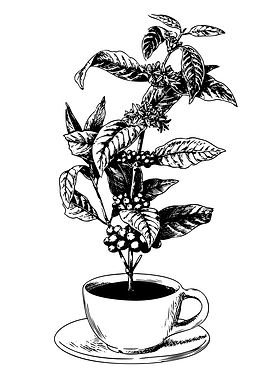 Coffee plant growing from a cup