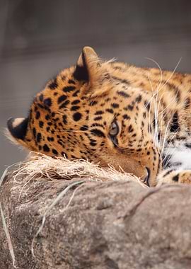 Resting Leopard Portrait