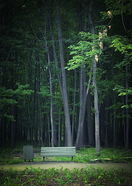 Bench in a Forest