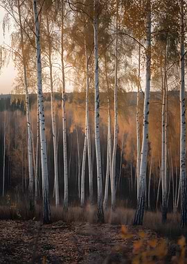 Birch Tree Forest in Autumn