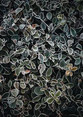 Frosty Green Leaves
