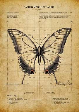 Vintage Butterfly Blueprint