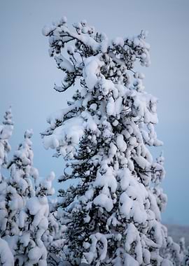 Snow-covered pine tree in winter