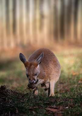 Kangaroo eating grass in a field