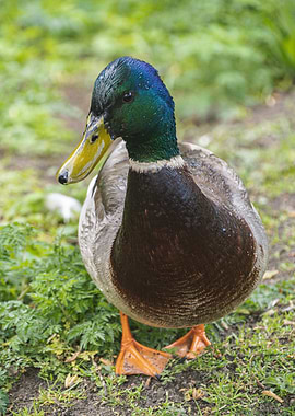A Male Mallard – A Duck a Day