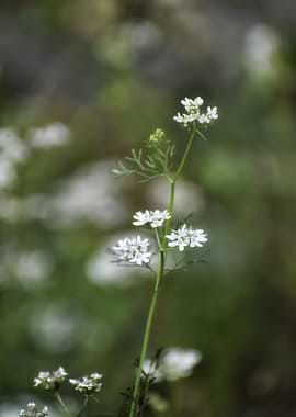 Delicate White Wildflowers in Natural Setting