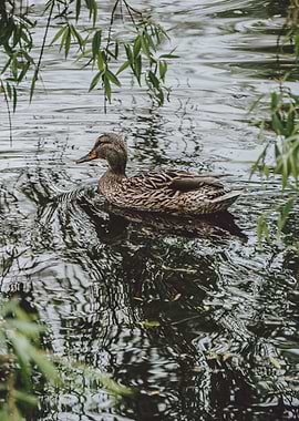 Female Duck in Fram – A Duck A Day