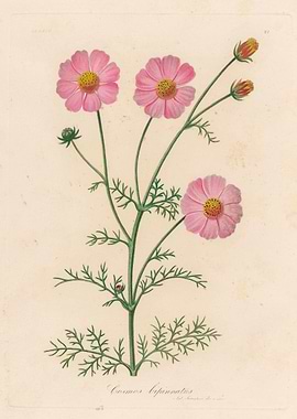 Cosmos bipinnatus botanical illustration