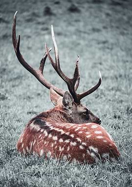 Take Pride in Resting – Wildlife Wisdoms