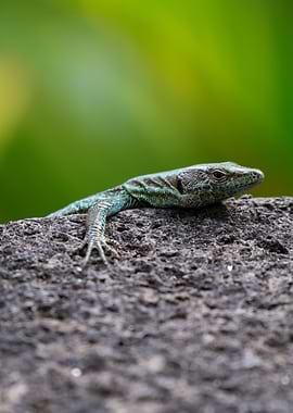 Lizard on a Rock