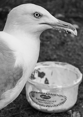 Trash for Treasure – Wildlife Wisdoms