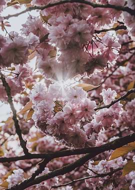 Sakura in Bloom – Near Nature
