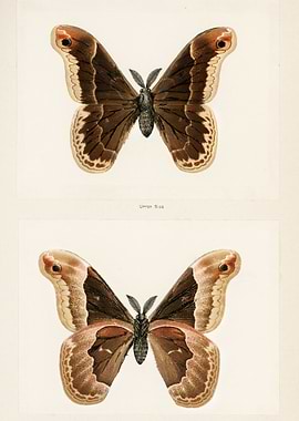 Vintage Butterfly Illustration