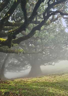 Ancient Trees of Fanal Forest, Madeira